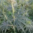 Incepand de astazi marijuana medicinala este legala in Marea Britanie