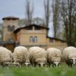 Un fermier francez și-a înscris 15 oi la școală. Ce l-a determinat să facă asta