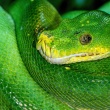 Surse de energie verde