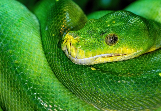 surse de energie verde